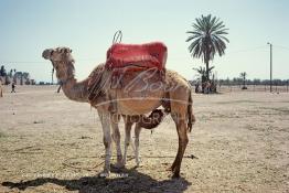 Image du Maroc Professionnelle de  Un bébé chameau tète sa maman sur le terrain d'El Bâb Jdid (Nouvelle Porte), cette porte, est l'accès aux quartier de l'Hivernage et de la Médina, située face à l'hotel la Mamounia. Ces animaux attendent l'arrivée de touriste pour le plaisir des prises de photo touristique à Marrakech  Samedi 20 Décembre 1986. (Photo / Abdeljalil Bounhar) 